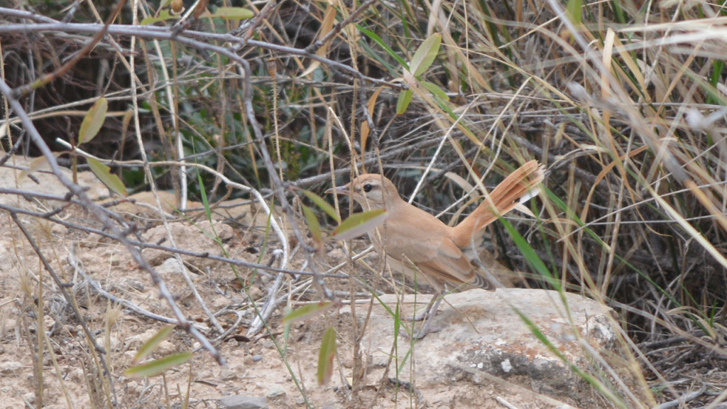 فيديو طائر بُلْحَنِّ بُشْوَّالْثْ